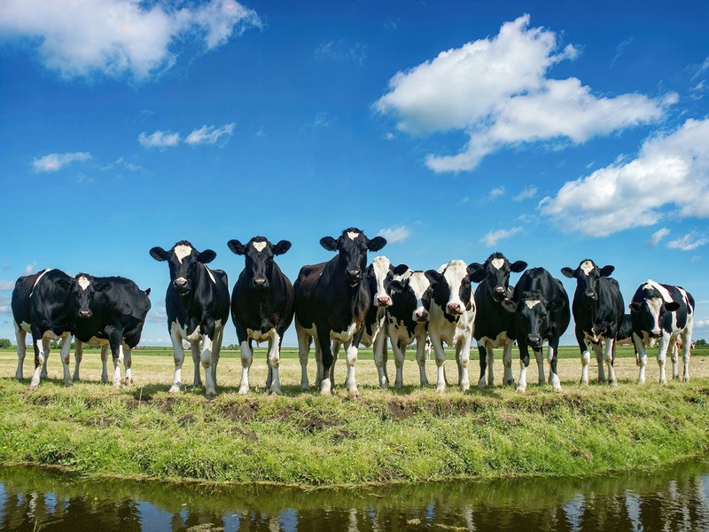 Tuinposter 'Koeien op een rij'