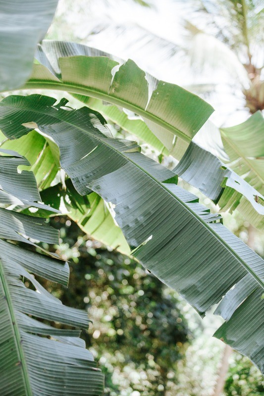Tuinposter 'Leaves'