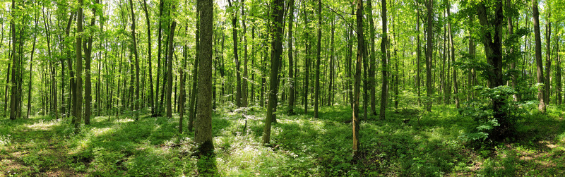 Tuinposter 'Bos panorama'