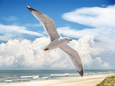 Tuinposter van Meeuw bij het strand