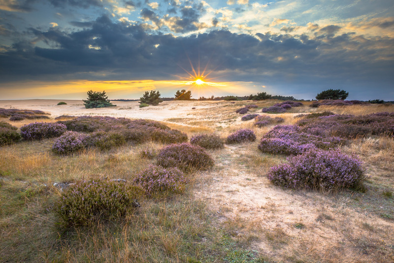 Tuinposter 'Heide'