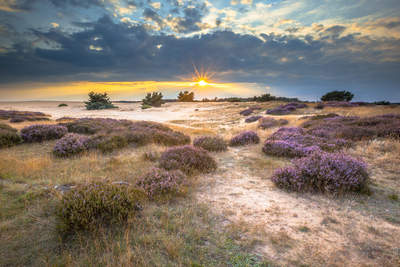 Tuinposter van Heide