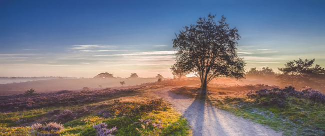 Teun's Tuinposters - Boom op de heide