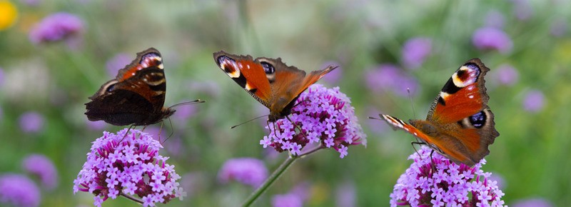 Tuinposter 'Vlinders'