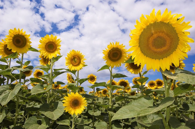 Tuinposter 'Zonnebloemen op de voorgrond'