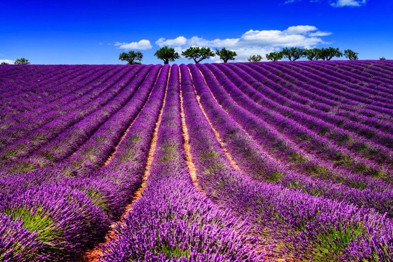 Tuinposter 'Lavendel veld'