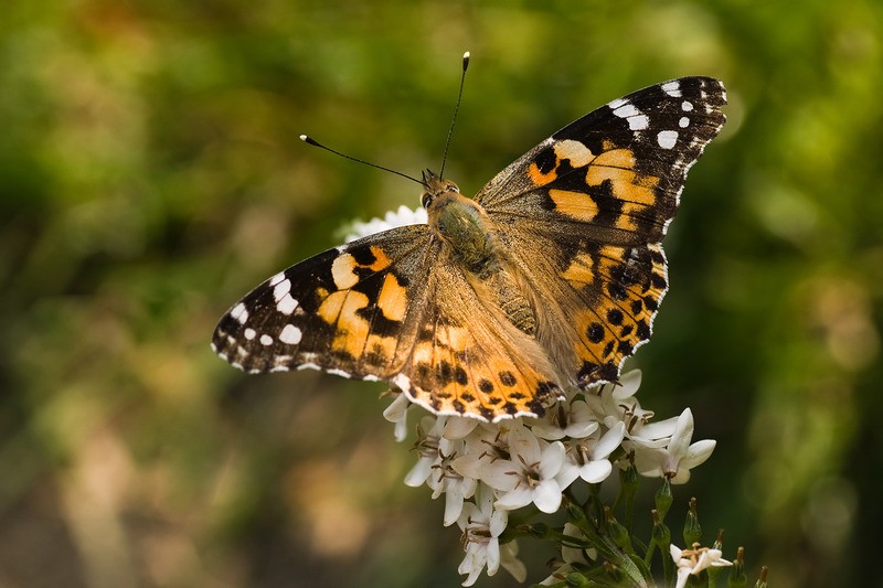 Tuinposter 'Vlinder op bloem'