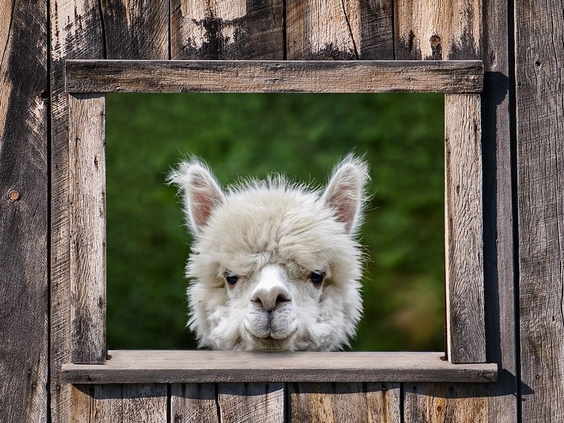 Tuinposter 'Alpaca in kozijn'