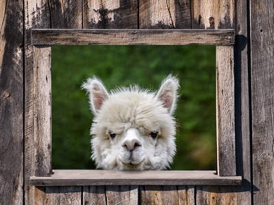 Tuinposter van Alpaca in kozijn