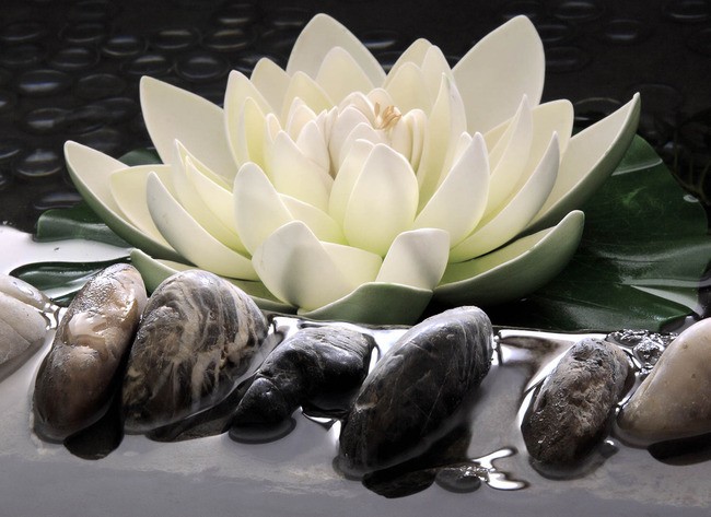 Teun's Tuinposters - Lotusbloem wit met stenen