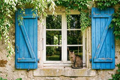 Tuinposter van Blauwe luiken met kat
