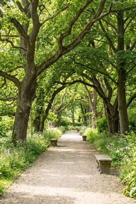 Tuinposter van Tunnel van bomen