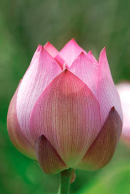 Tuinposter van Roze lotusbloem