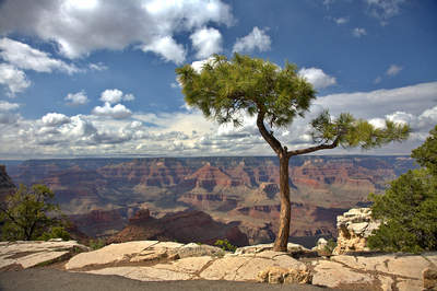 Tuinposter van Grand Canyon met boom