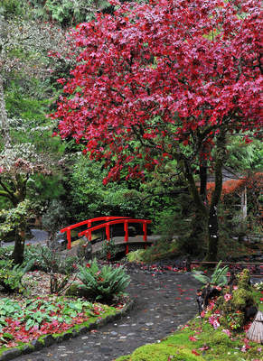Tuinposter van Japans tuinpad met rode brug