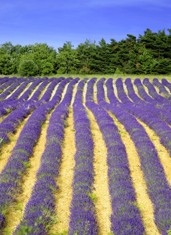 Tuinposter 'Lavendelveld met banen'