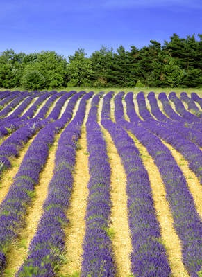 Tuinposter van Lavendelveld met banen