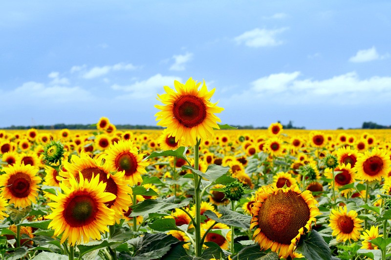 Tuinposter 'Zonnebloemen'