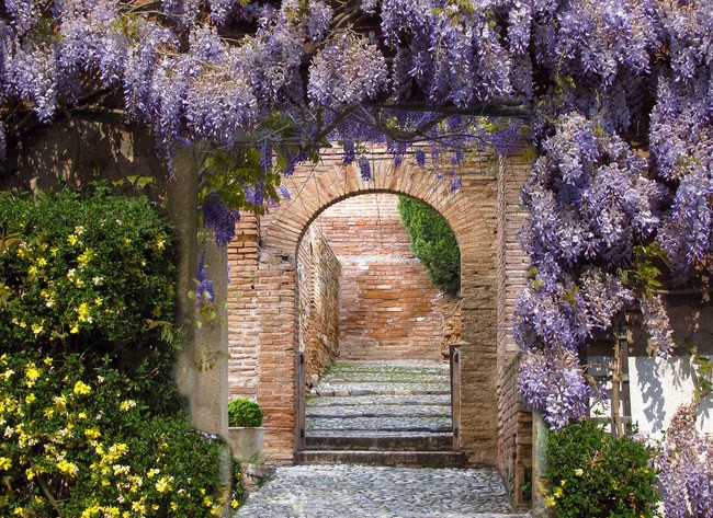 Teun's Tuinposters - Doorkijk met blauwe regen