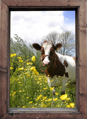 Tuinposter van Koe in het raam (links)