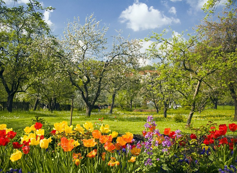 Tuinposter 'Boomgaard in bloei'