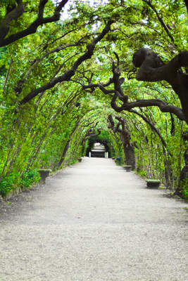 Tuinposter van Tunnel van bomen