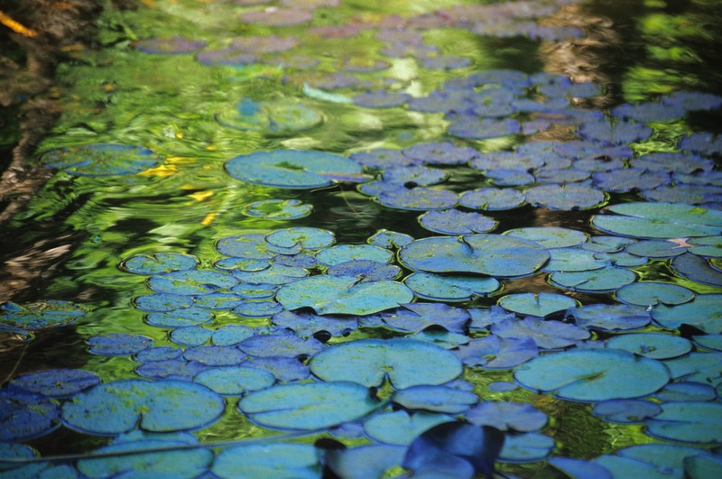 Tuinposter 'Waterlelies'