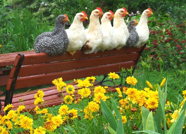 Teun's Tuinposters - Gezellig kippen zittende op een bank