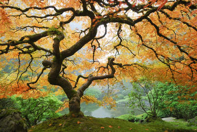 Tuinposter van Oude knoestige boom