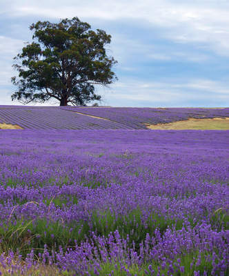 Tuinposter van Lavendel veld 