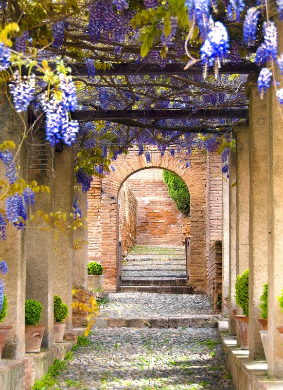 Tuinposter 'Doorkijk met blauwe regen (staand)'