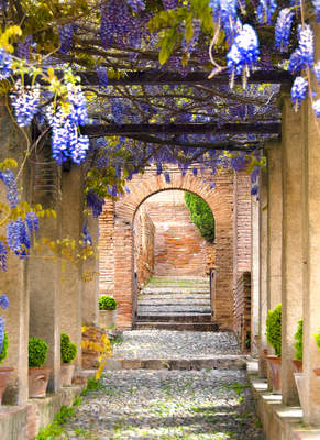 Tuinposter van Doorkijk met blauwe regen (staand)