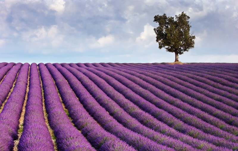 Tuinposter 'Lavendel veld III'